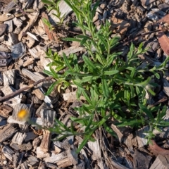 Coronidium scorpioides at Penrose, NSW - 18 Mar 2023