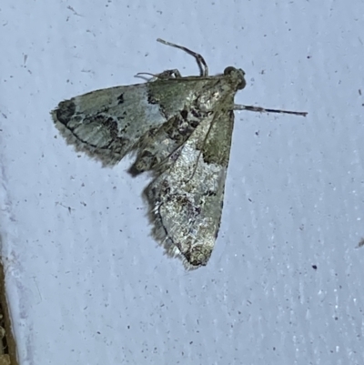 Arescoptera idiotypa (A Pyralid moth) at Jerrabomberra, NSW - 18 Mar 2023 by SteveBorkowskis