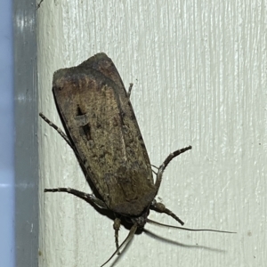 Agrotis ipsilon at Jerrabomberra, NSW - suppressed