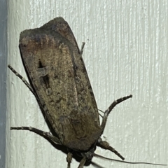 Agrotis ipsilon at Jerrabomberra, NSW - suppressed