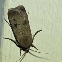 Agrotis ipsilon at Jerrabomberra, NSW - suppressed