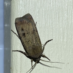 Agrotis ipsilon at Jerrabomberra, NSW - suppressed