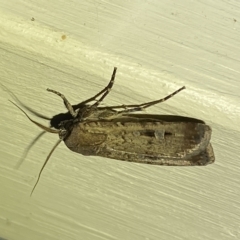 Agrotis ipsilon at Jerrabomberra, NSW - suppressed