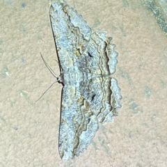 Scioglyptis lyciaria (White-patch Bark Moth) at Jerrabomberra, NSW - 18 Mar 2023 by SteveBorkowskis