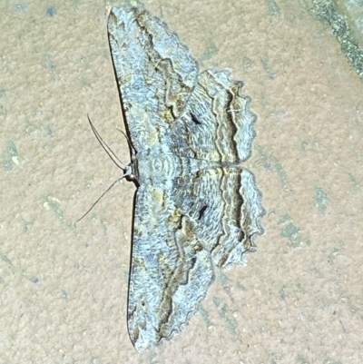 Scioglyptis lyciaria (White-patch Bark Moth) at QPRC LGA - 18 Mar 2023 by Steve_Bok