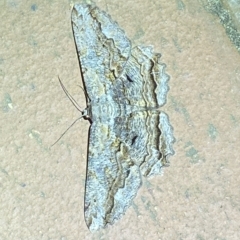 Scioglyptis lyciaria (White-patch Bark Moth) at Jerrabomberra, NSW - 18 Mar 2023 by Steve_Bok