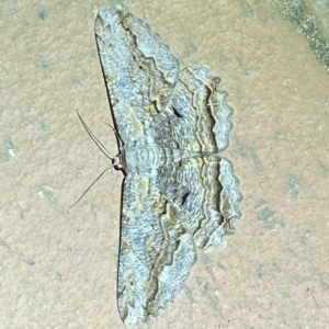 Scioglyptis lyciaria at Jerrabomberra, NSW - 18 Mar 2023