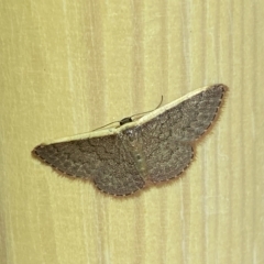 Idaea costaria (White-edged Wave) at Jerrabomberra, NSW - 18 Mar 2023 by SteveBorkowskis