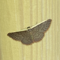 Idaea costaria (White-edged Wave) at QPRC LGA - 18 Mar 2023 by Steve_Bok