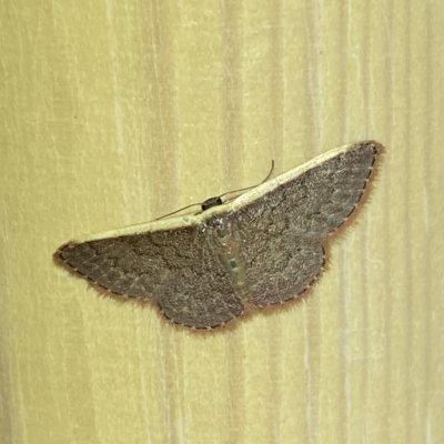 Idaea costaria (White-edged Wave) at Jerrabomberra, NSW - 18 Mar 2023 by SteveBorkowskis