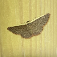 Idaea costaria at Jerrabomberra, NSW - 18 Mar 2023