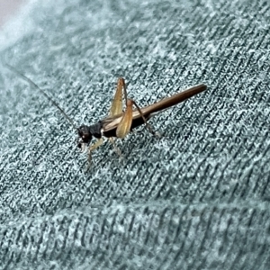 Unidentified at suppressed - 19 Mar 2023