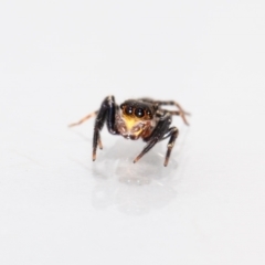 Unidentified Jumping & peacock spider (Salticidae) (TBC) at Jerrabomberra, NSW - 17 Mar 2023 by MarkT