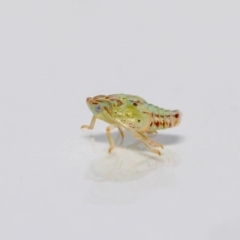 Siphanta acuta (Green planthopper, Torpedo bug) at QPRC LGA - 17 Mar 2023 by MarkT