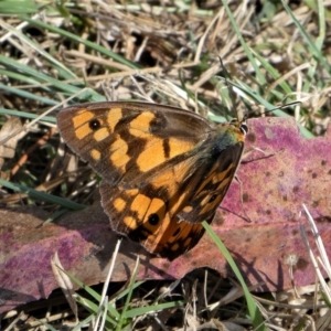 Heteronympha penelope at Brindabella, NSW - 18 Mar 2023