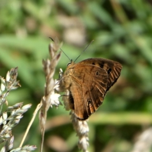 Heteronympha penelope at Brindabella, NSW - 18 Mar 2023 11:26 AM