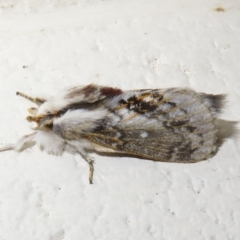 Porela delineata (Lined Porela) at Paddys River, ACT - 17 Jan 2023 by Christine