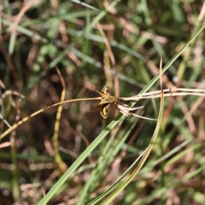 Ocybadistes walkeri at Lyons, ACT - 17 Mar 2023 10:55 PM