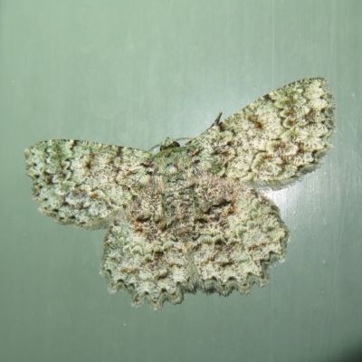 Hypodoxa muscosaria (Textured Emerald) at Gibraltar Pines - 17 Jan 2023 by Christine