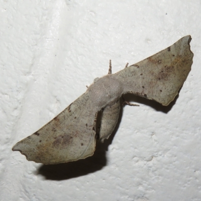 Circopetes obtusata (Grey Twisted Moth) at Gibraltar Pines - 17 Jan 2023 by Christine