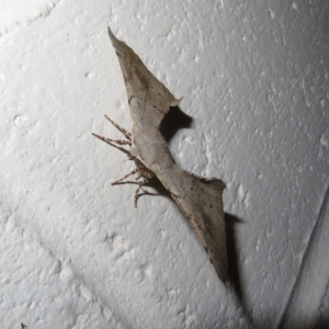 Circopetes obtusata at Paddys River, ACT - 17 Jan 2023