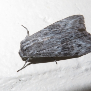 Capusa senilis at Paddys River, ACT - 17 Jan 2023