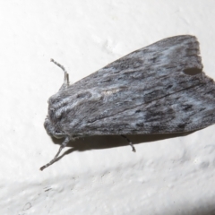 Capusa senilis (Black-banded Wedge-moth) at Paddys River, ACT - 17 Jan 2023 by Christine