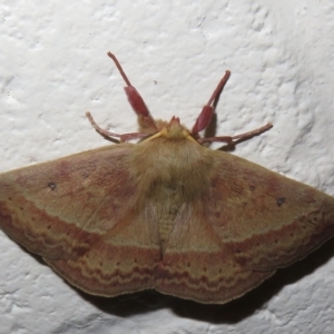 Anthela (genus) at Paddys River, ACT - 17 Jan 2023