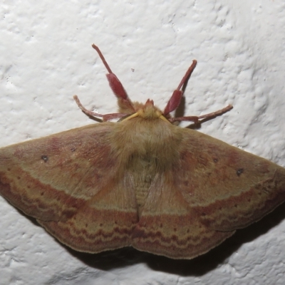 Anthela (genus) (An Anthelid moth) at Gibraltar Pines - 17 Jan 2023 by Christine