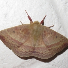 Anthela (genus) at Paddys River, ACT - 17 Jan 2023