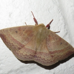 Anthela (genus) at Paddys River, ACT - 17 Jan 2023