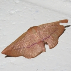 Aglaopus pyrrhata (Leaf Moth) at Paddys River, ACT - 17 Jan 2023 by Christine