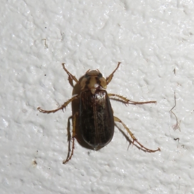 Telura sp. (genus) (A scarab beetle) at Gibraltar Pines - 17 Jan 2023 by Christine