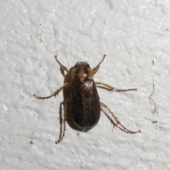 Telura sp. (genus) (A scarab beetle) at Paddys River, ACT - 17 Jan 2023 by Christine