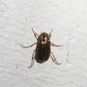 Telura sp. (genus) at Paddys River, ACT - 17 Jan 2023