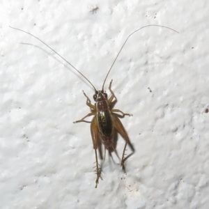 Trigonidium (Balamara) albovittatum at Paddys River, ACT - 17 Jan 2023