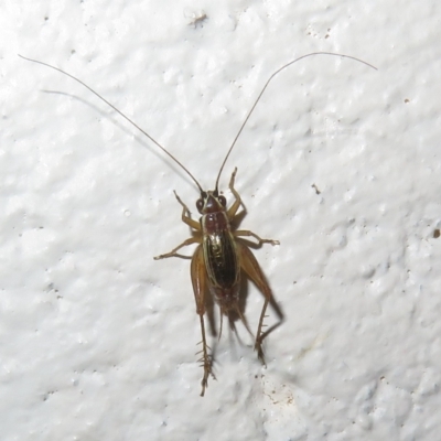 Trigonidium (Balamara) albovittatum (Handsome trig) at Gibraltar Pines - 17 Jan 2023 by Christine