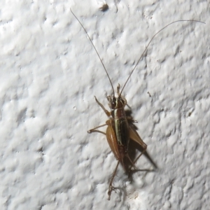 Trigonidium (Balamara) albovittatum at Paddys River, ACT - 17 Jan 2023