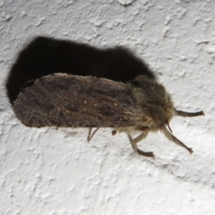 Elhamma australasiae (A Swift or Ghost moth (Hepialidae)) at Paddys River, ACT - 17 Jan 2023 by Christine