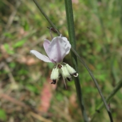 Arthropodium milleflorum (Vanilla Lily) at Paddys River, ACT - 17 Jan 2023 by Christine