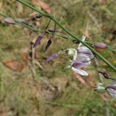 Arthropodium milleflorum at Paddys River, ACT - 17 Jan 2023