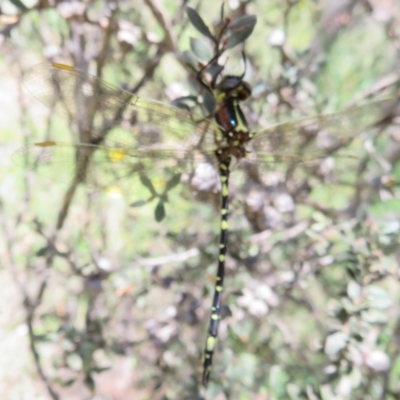 Synthemis eustalacta (Swamp Tigertail) at Gibraltar Pines - 17 Jan 2023 by Christine