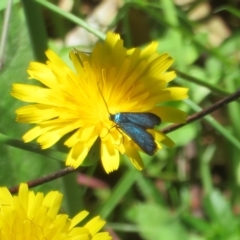 Pollanisus viridipulverulenta (Satin-green Forester) at Paddys River, ACT - 17 Jan 2023 by Christine