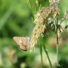 Paralucia aurifera (Bright Copper) at Gibraltar Pines - 17 Jan 2023 by Christine