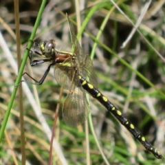 Synthemis eustalacta (Swamp Tigertail) at Gibraltar Pines - 17 Jan 2023 by Christine