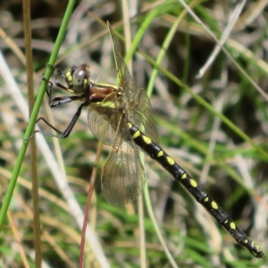 Synthemis eustalacta at Paddys River, ACT - 17 Jan 2023