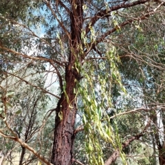Amyema miquelii (Box Mistletoe) at Wirlinga, NSW - 19 Mar 2023 by RobCook