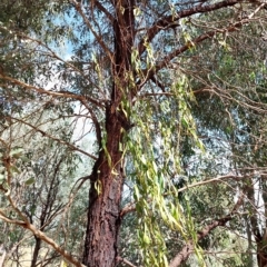 Amyema miquelii (Box Mistletoe) at Albury - 19 Mar 2023 by RobCook