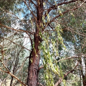 Amyema miquelii at Wirlinga, NSW - 19 Mar 2023 11:32 AM