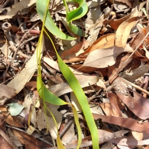 Amyema miquelii at Wirlinga, NSW - 19 Mar 2023 11:32 AM